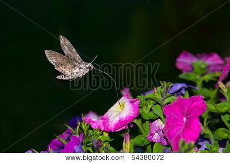Privet เหยี่ยว Moth สฟิงซ์ Ligustri