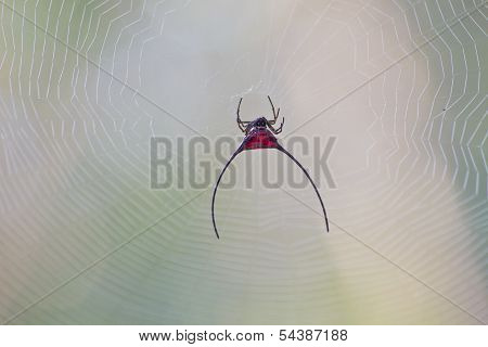 Spider On Web
