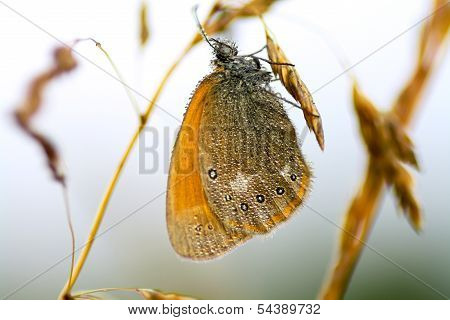Butterfly With Rain Drops On Wings