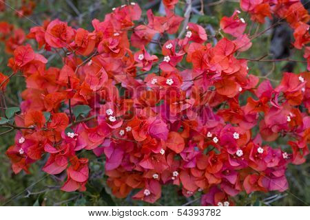 Red Bougainvillea Flower
