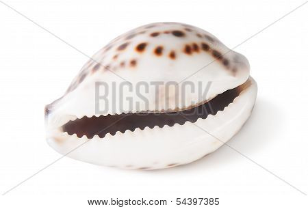 Tiger Cowrie Shell