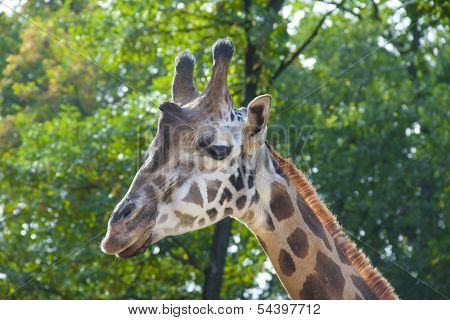 Young Baringo giraffe
