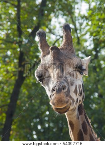 Young Baringo giraffe