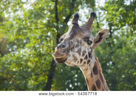 Young Baringo giraffe