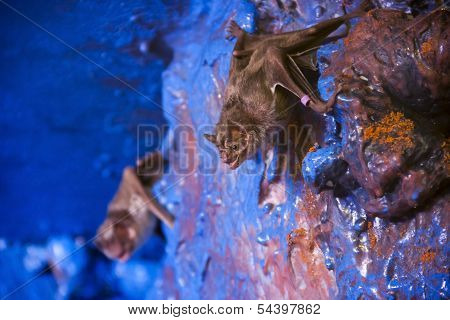 Vampire bat