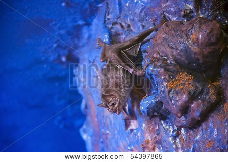 Vampire bat