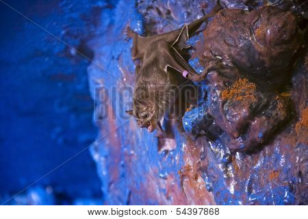 Vampire bat