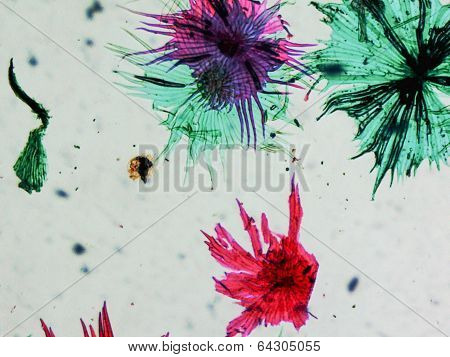 Apple Micrograph