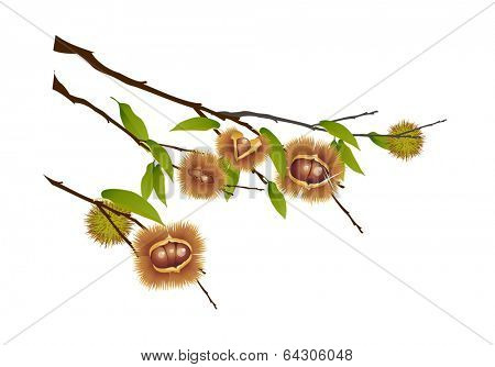 vector icon chestnut