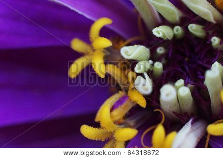 Flower details