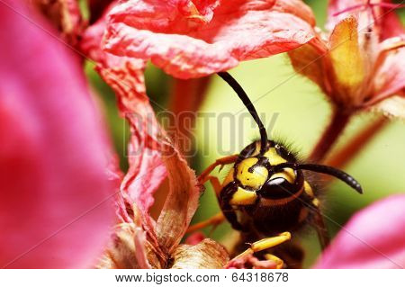 Wasp