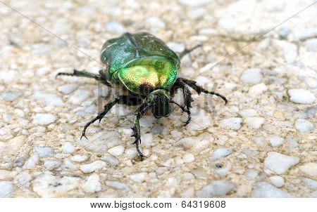 green beetle on the pavement