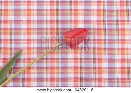 Tulip on the tablecloth.