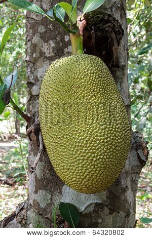 Jackfruit