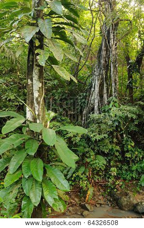 Wild Colombian Darien Jungle