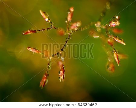 Sparkling branch in a heavy shower