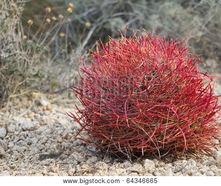 Red Barrel Cactus