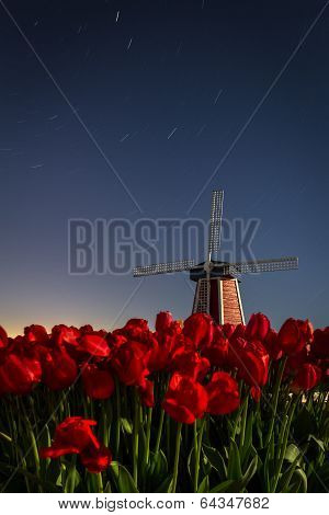 Windmill And Tulips With The Night Sky