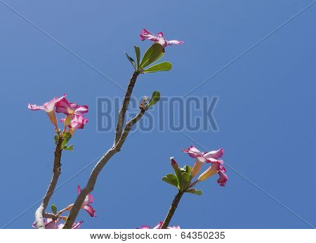 Obesum adenium blossom