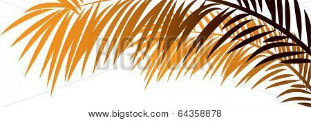 Vector illustration of needleleaf palm tree