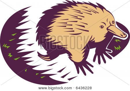 ostnatý mravenečník nebo echidna