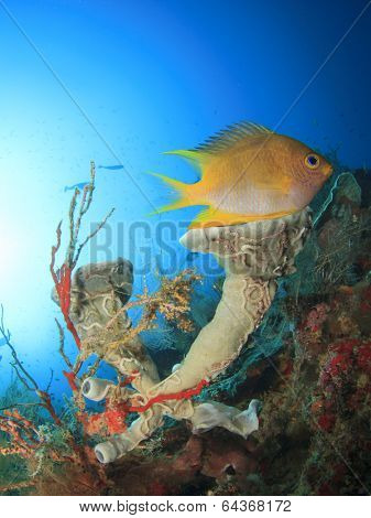 Damselfish and sponge on underwater coral reef