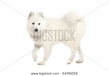 Samoyed Dog