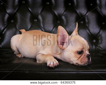 French Bulldog Puppy  Lying On Sofa Bed With Relaxing Emotion