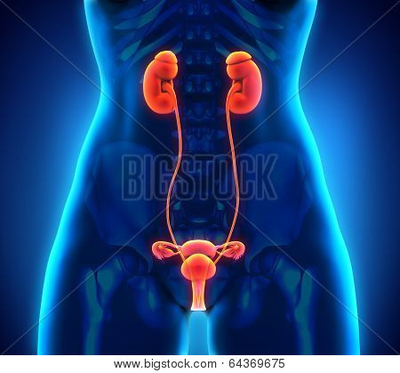 Female Urogenital Anatomy