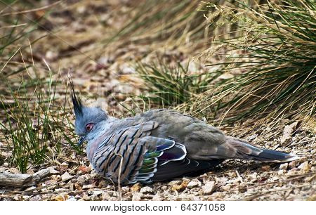 Crested Pigeon (ocyphaps Lophotes)