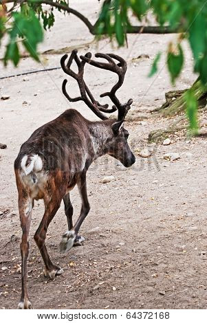 Tundra Reindeer - (rangifer Tarandus)