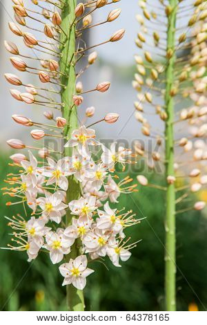 Foxtail Lily (eremurus) Flowers
