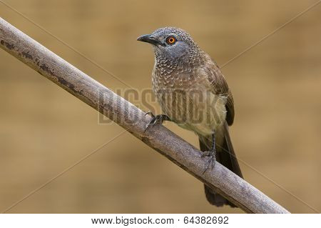 Brown Babbler Perched On A Branch