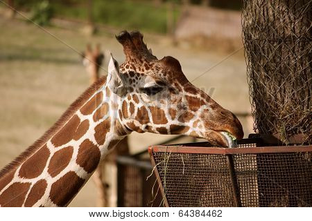 Giraffe closeup
