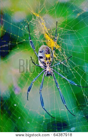 Golden Orb-web Spider