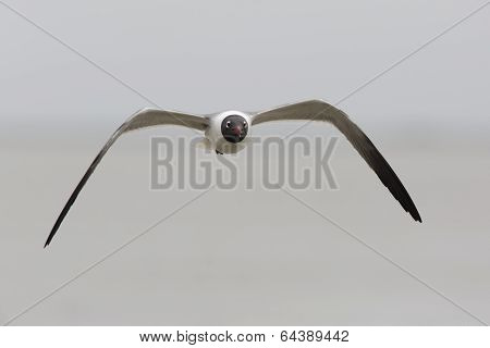 Laughing Gull In Flight - Texas