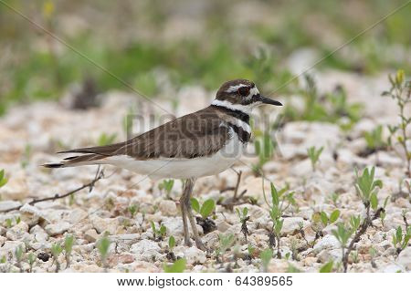 Killdeer