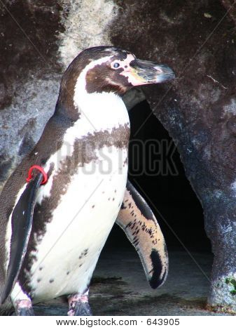 Pinguim