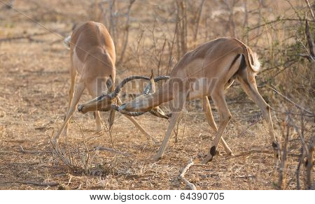 Impala antelopes fighting