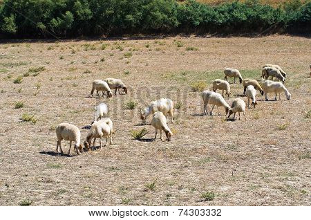 Sheep grazing