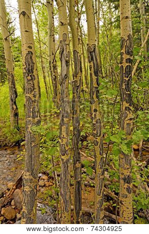 Unique Tree Bark Patterns Int He Mountains