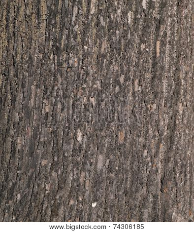 Texture Of Tree Bark Covered With  Moss