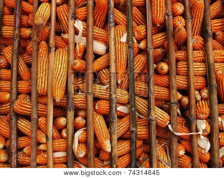 storage dry corn in the storehouse