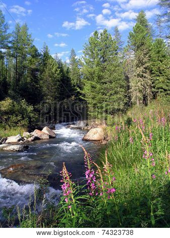 The taiga river.