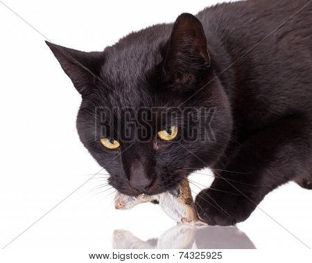 Black Cat With His Prey, A Dead Mouse