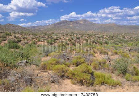 Arizona Çölü