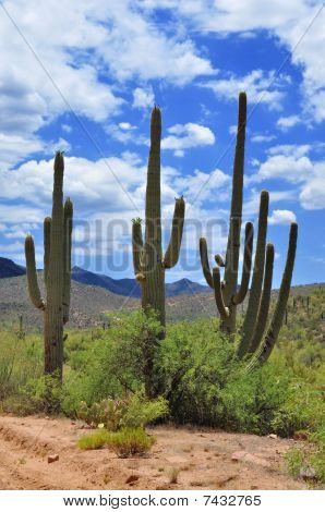 Ørkenen Saguaro