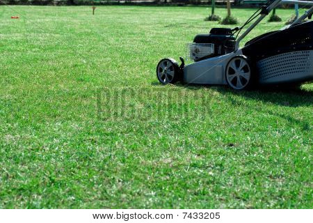 Gazon gras