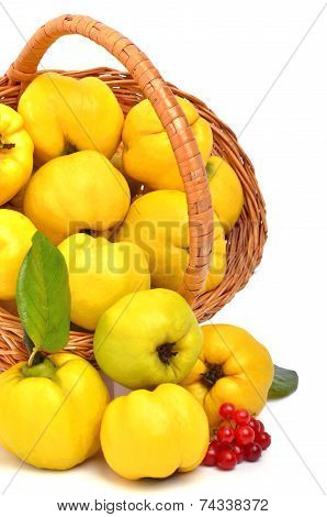 Ripe Quince In The Basket