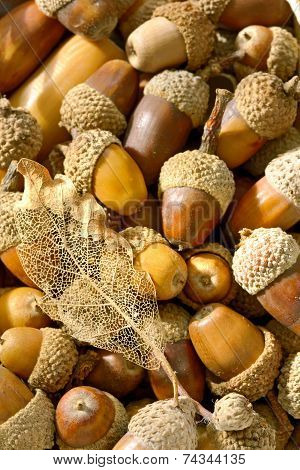 Ripe Acorns